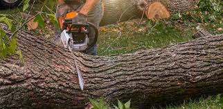 How Our Tree Care Process Works  in  Dillon, SC